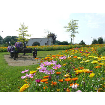 Blumenwiese Bunte Mischung