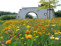 Blumenwiese "Bunte Mischung"
