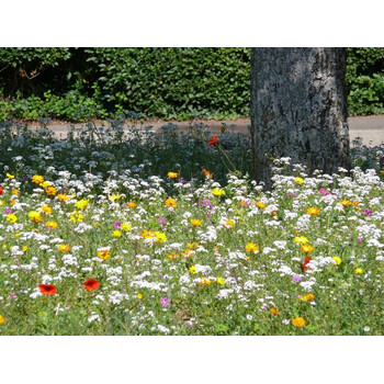 Blumenwiese Unter Bumen