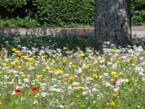 Blumenwiese "Unter Bäumen"
