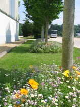 Blumenwiese "Unter Bäumen"