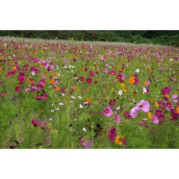 Blumenwiese Rustikal und Traditionell 100-300m