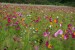 Blumenwiese "Rustikal und Traditionell" 100-300m²