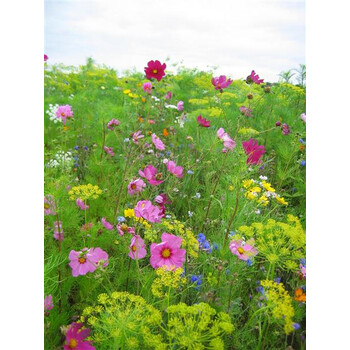 Blumenwiese Wiesenschnheit 100-300m