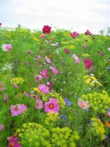 Blumenwiese "Wiesenschönheit" 100-300m²
