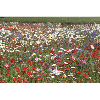 Blumenwiese Wiesenblumen 100-300m