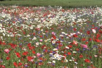 Blumenwiese "Wiesenblumen" 100-300m²