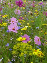 Blumenwiese "Schmetterlinge" 7m²