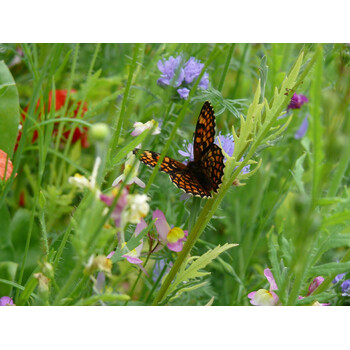 Blumenwiese Schmetterlinge 30m