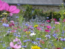 Blumenwiese "Schmetterlinge" 30m²