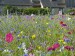 Blumenwiese "Schmetterlinge" 30m²
