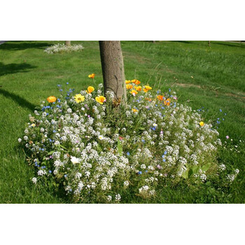 Blumenwiese Unter Bumen 7m