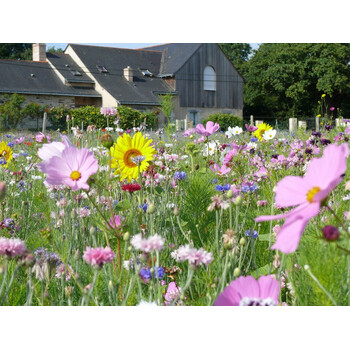 Blumenwiese Bienen 7m