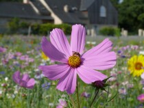 Blumenwiese "Bienen" 7m²