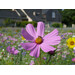 Blumenwiese Bienen 7m²