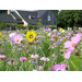 Blumenwiese Bienen 7m²