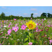 Blumenwiese Bienen 7m²