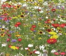 Blumenwiese "Marienkäfer" 7m²