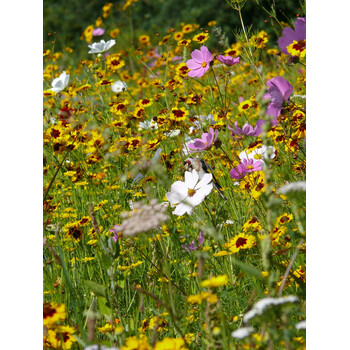 Blumenwiese Vgel 7m