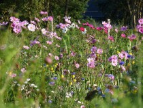 Blumenwiese "Vögel" 7m²