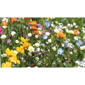 Blumenwiese Dauerhafte Mischung 7m