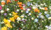 Blumenwiese "Dauerhafte Mischung" 30m²