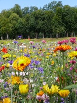 Blumenwiese "Bunte Mischung" 7m²