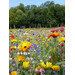 Blumenwiese Bunte Mischung 7m²