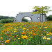 Blumenwiese Bunte Mischung 7m²