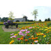 Blumenwiese Bunte Mischung 7m²