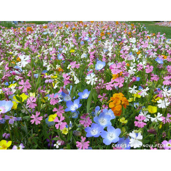 Blumenwiese Extra Kurz 7m